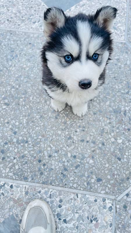 Husky puppy | Wooly coat | Siberian husky healthy & active 8