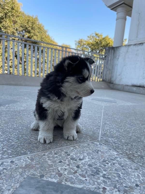 Husky puppy | Wooly coat | Siberian husky healthy & active 10