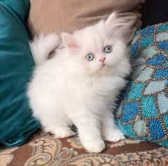 Persian kittens 03367222746