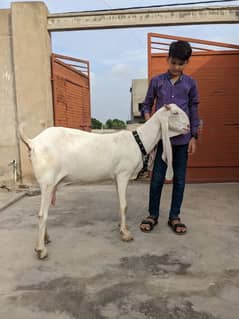 pure Gulabi bakri