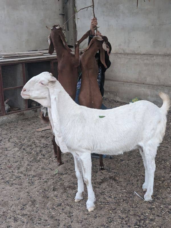 pure Gulabi bakri 1