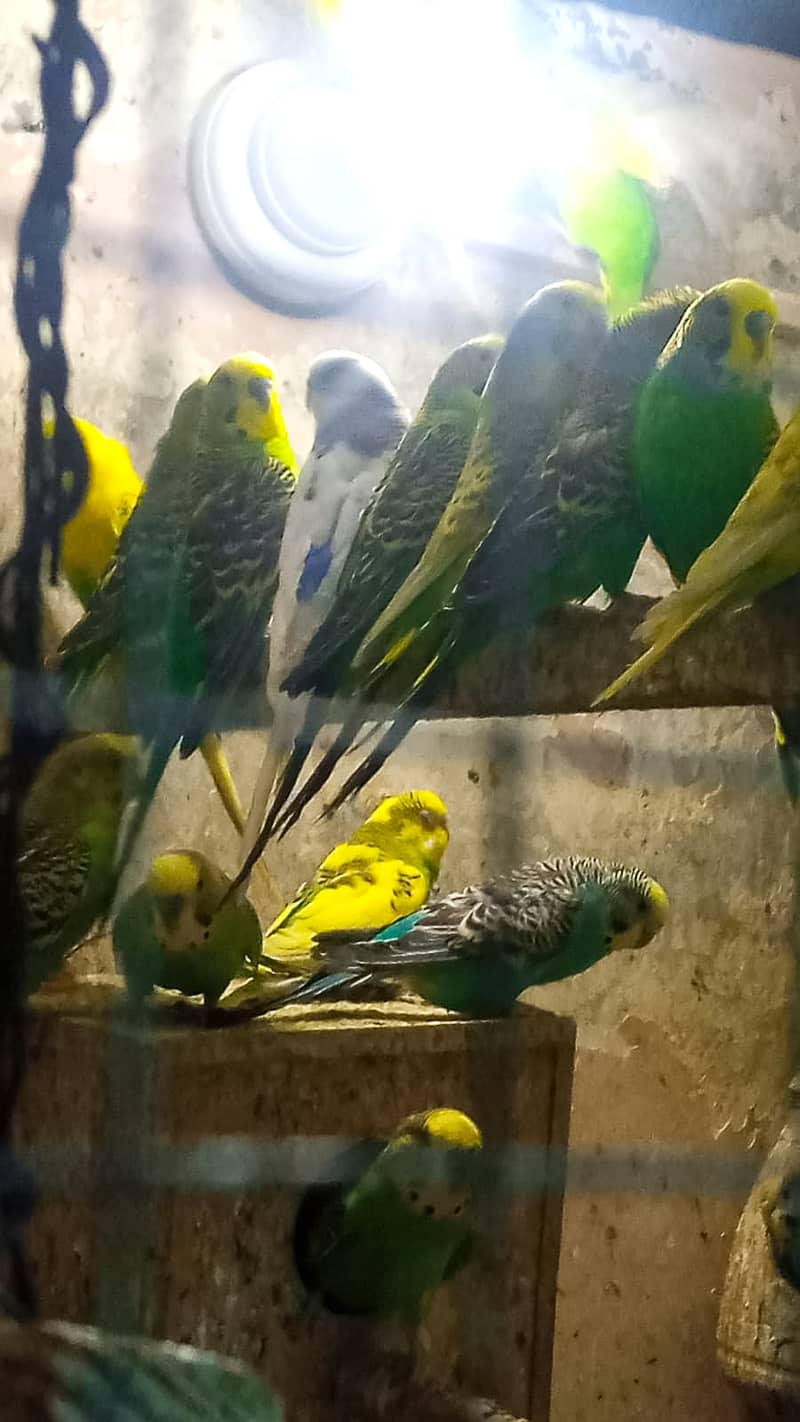 Australian parrots whole sale complete stock for sale 0