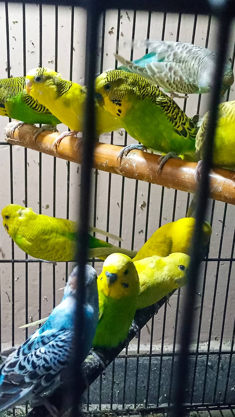 Australian parrots whole sale complete stock for sale 1