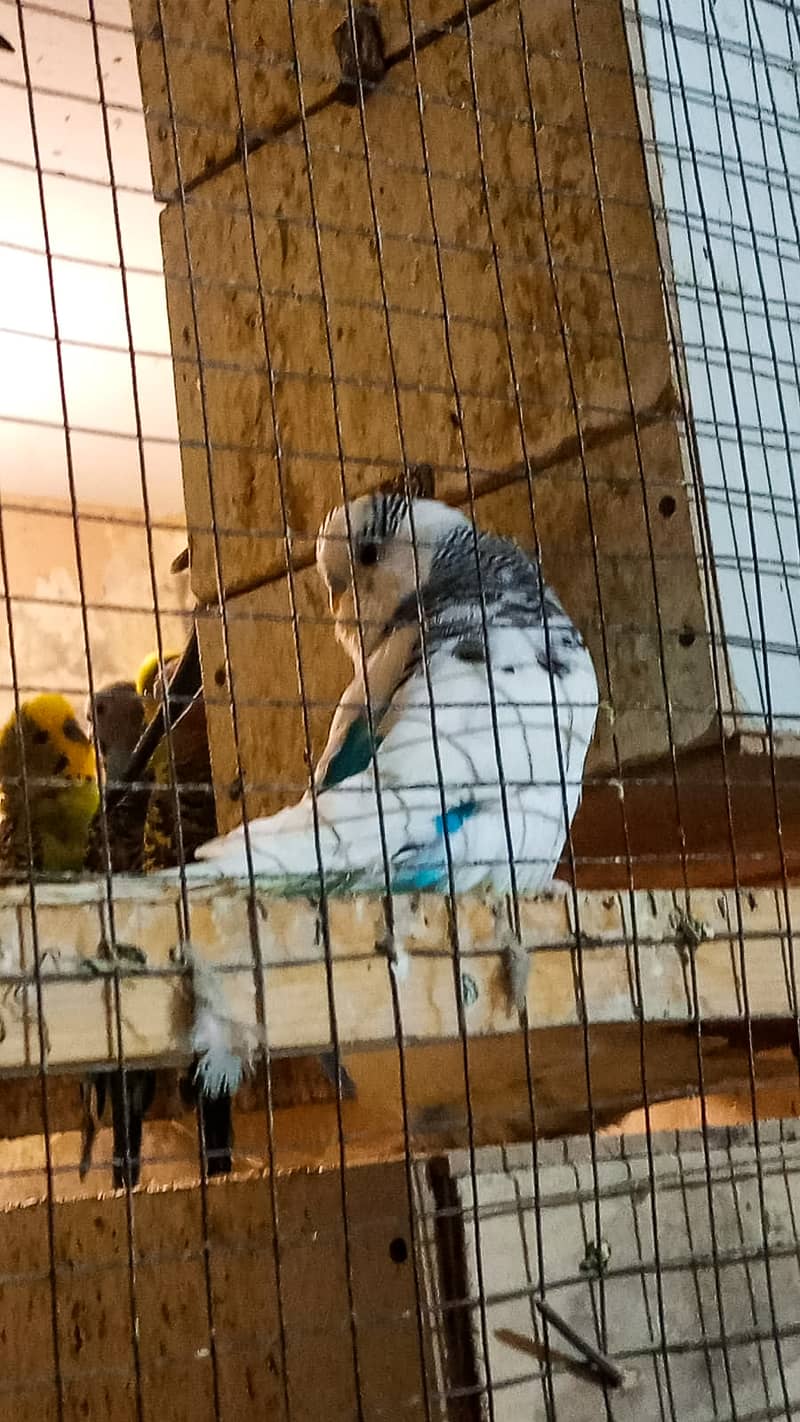 Australian parrots whole sale complete stock for sale 2