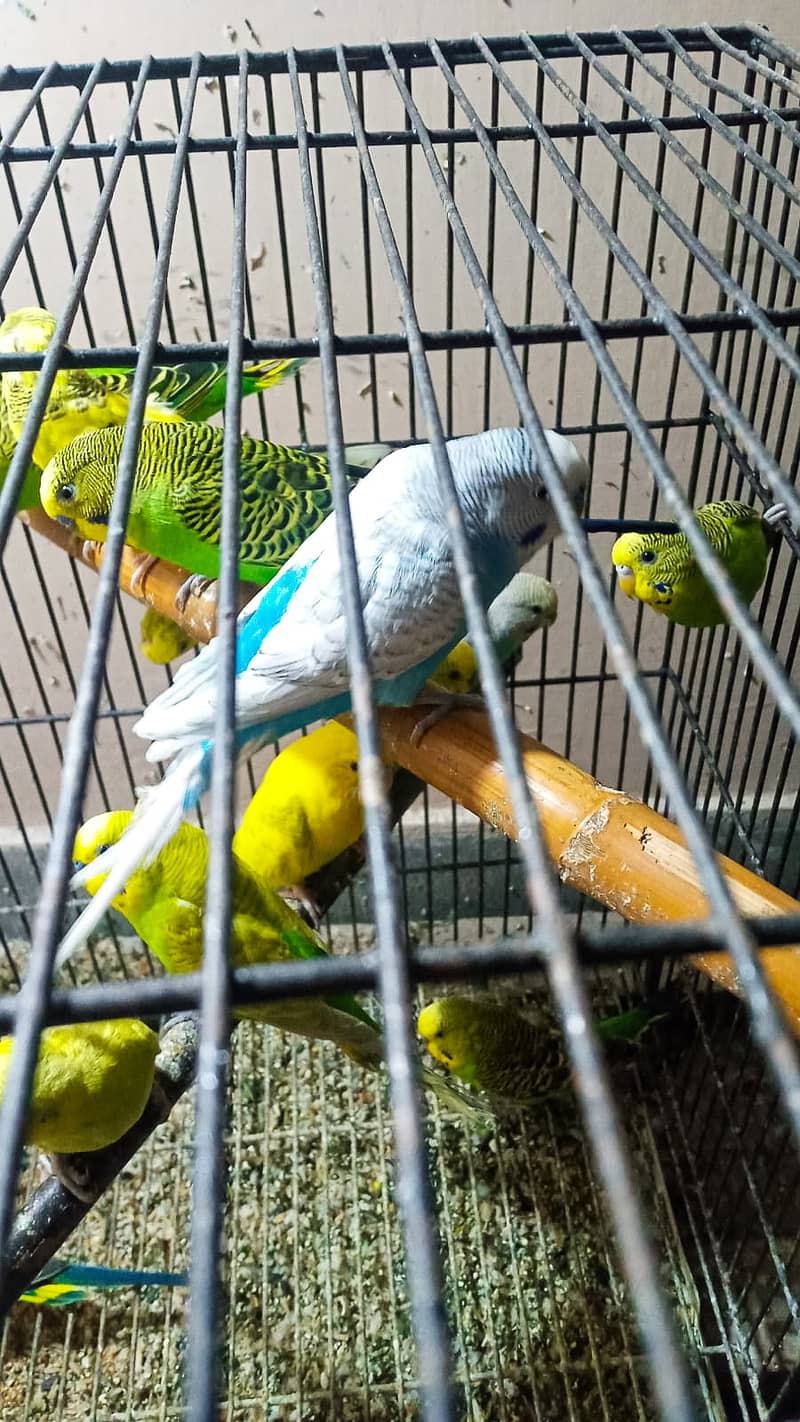 Australian parrots whole sale complete stock for sale 3