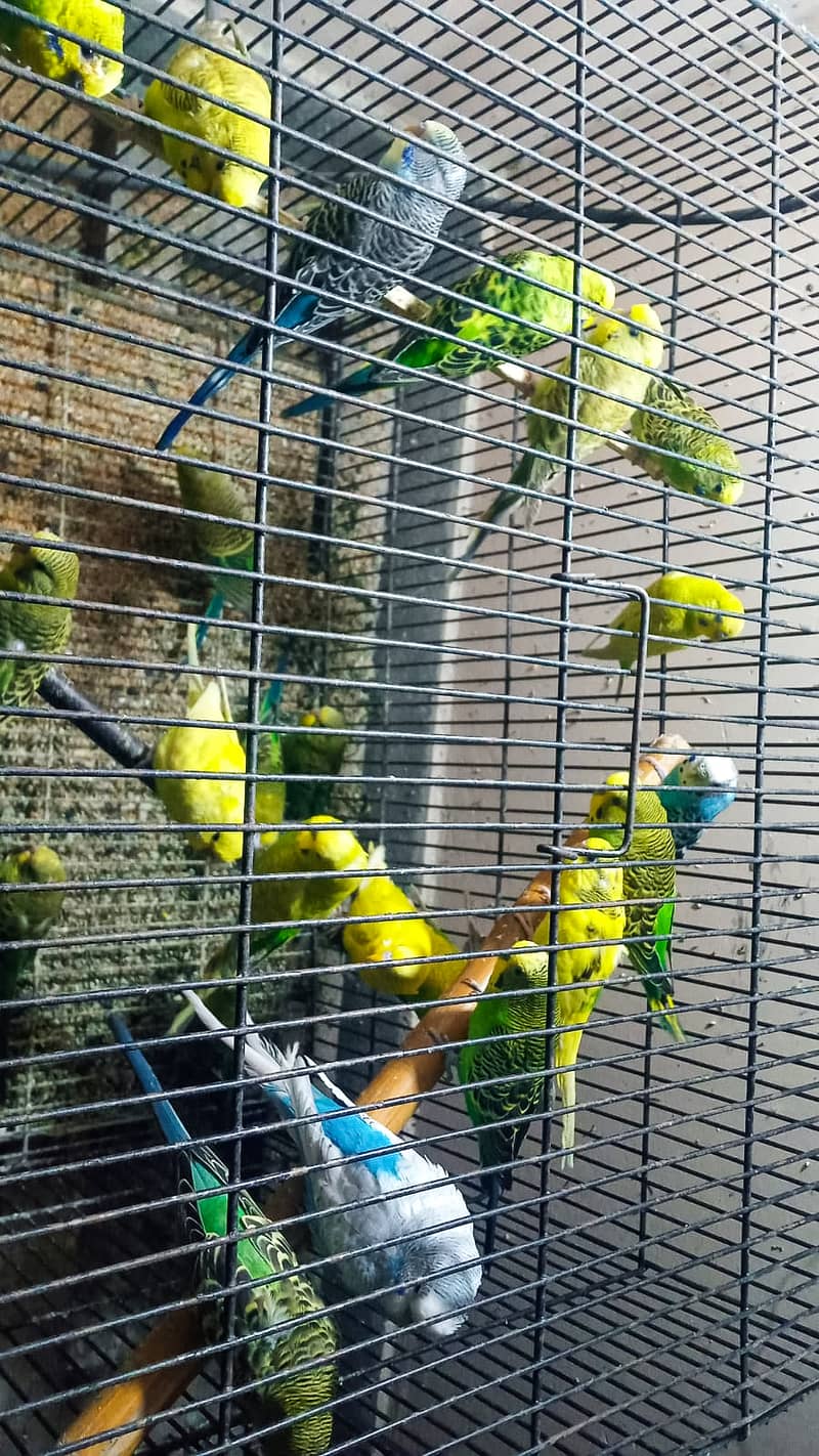 Australian parrots whole sale complete stock for sale 4