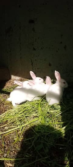 Rabbit for sale red eyes hn