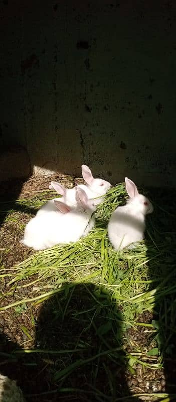 Rabbit for sale red eyes hn 1