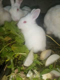 white red eyes rabbit babies. age 36 day. 18 piece hain