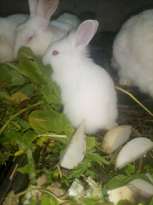 white red eyes rabbit babies. age 36 day. 18 piece hain 1