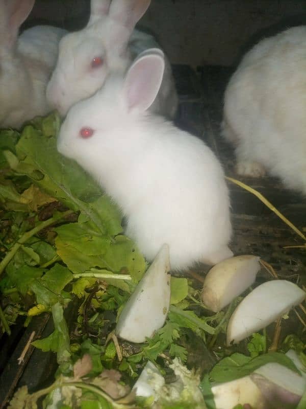 white red eyes rabbit babies. age 36 day. 18 piece hain 2