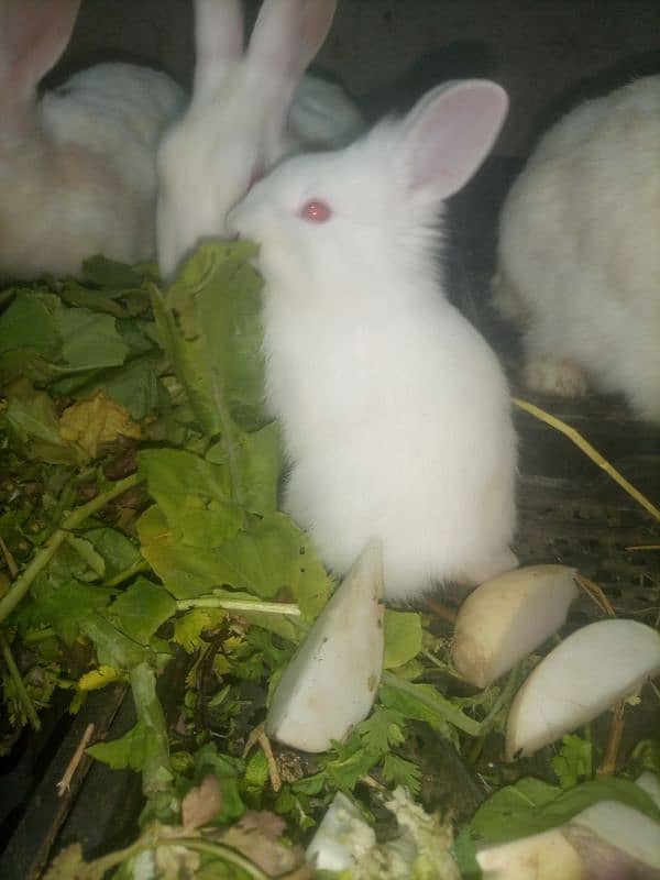 white red eyes rabbit babies. age 36 day. 18 piece hain 3