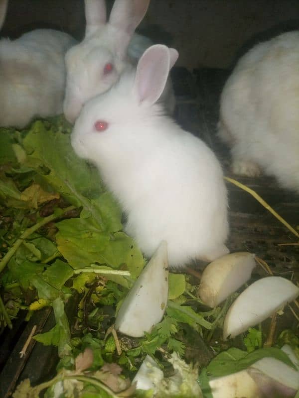 white red eyes rabbit babies. age 36 day. 18 piece hain 4