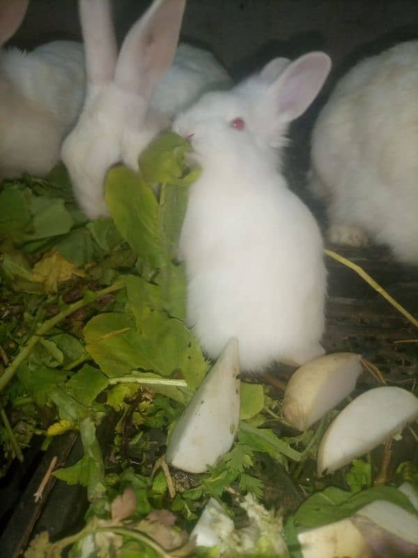 white red eyes rabbit babies. age 36 day. 18 piece hain 5