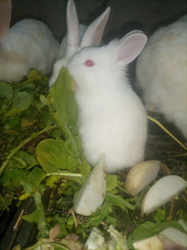 white red eyes rabbit babies. age 36 day. 18 piece hain 6