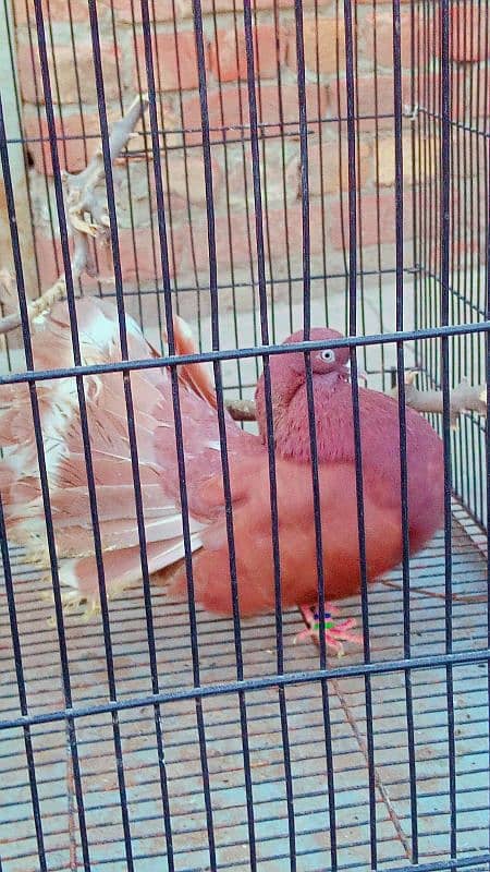 lucky pigeon for sale 03094196420 0