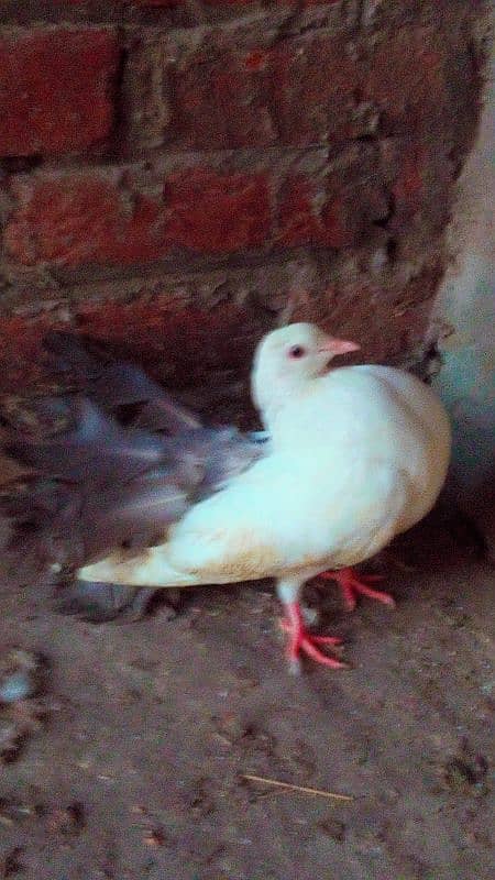 lucky pigeon for sale 03094196420 1