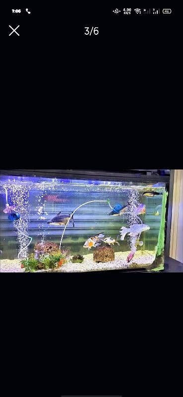 Fish Aquarium Service and Maintaince 1