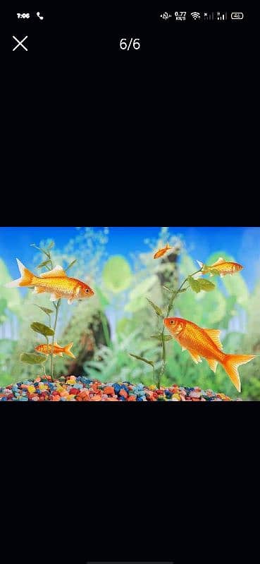 Fish Aquarium Service and Maintaince 2