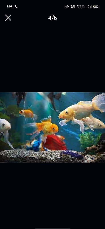 Fish Aquarium Service and Maintaince 3