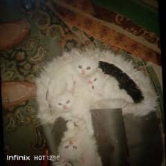 persion kitten for sale single piece 13000 pair 25000