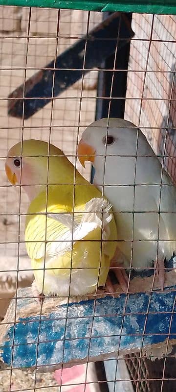 Latino (lovebird) 0