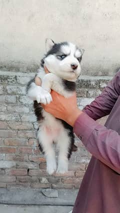 siberian husky