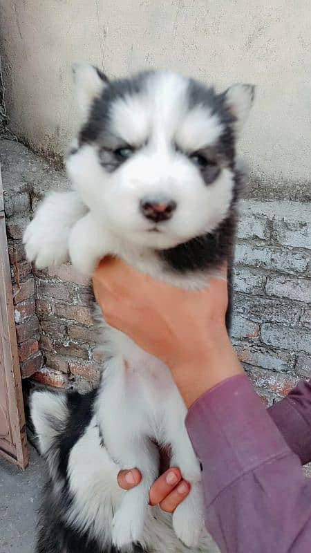 siberian husky 3