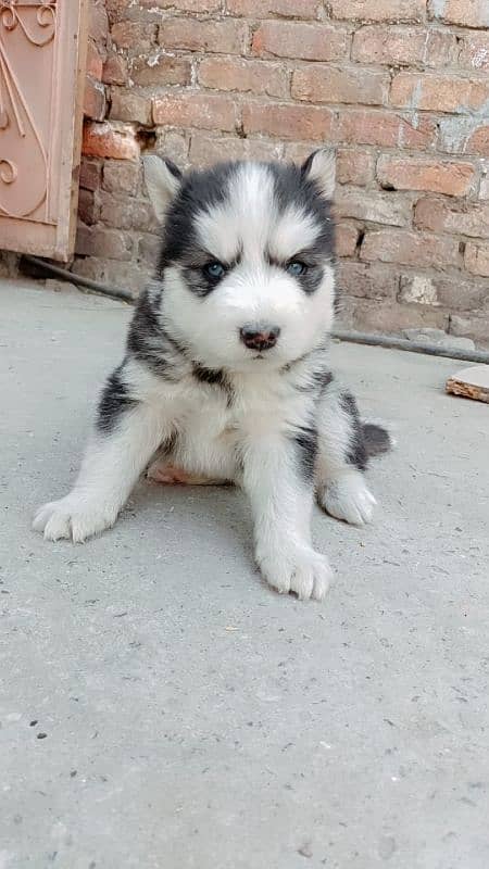 siberian husky 4