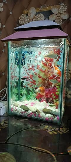 Aquarium with 2 fishes (Golden)