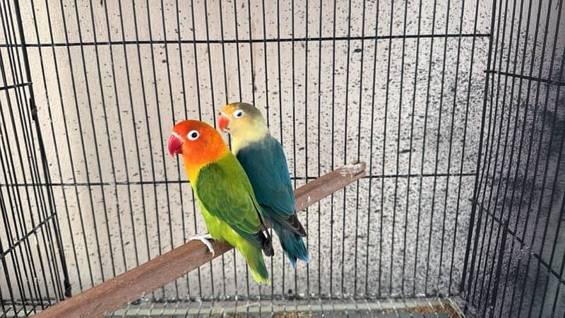 love bird pair for sale 0