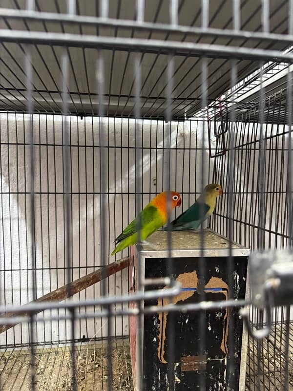 love bird pair for sale 1