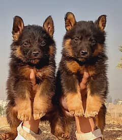 German Shepherd double coat pair for sale