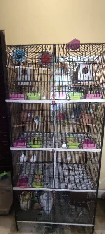 cage, love bird, cockatile, budgerigar 2