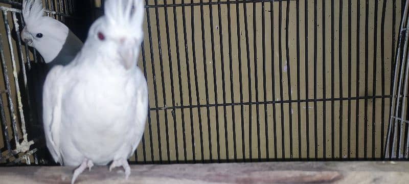 cage, love bird, cockatile, budgerigar 4