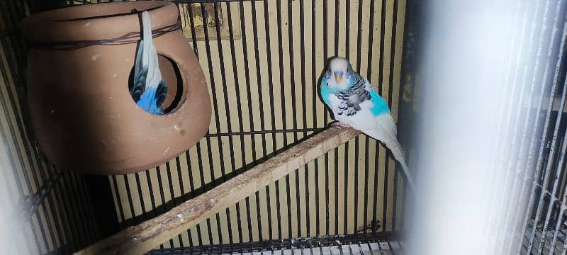 cage, love bird, cockatile, budgerigar 5