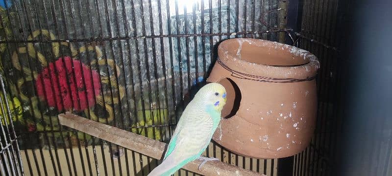 cage, love bird, cockatile, budgerigar 6