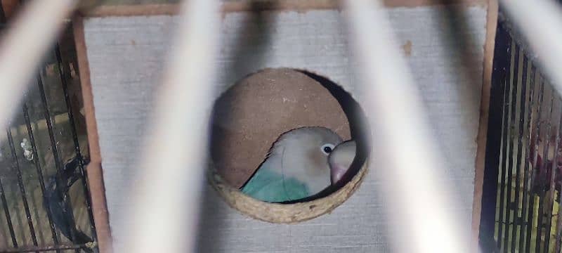 cage, love bird, cockatile, budgerigar 7