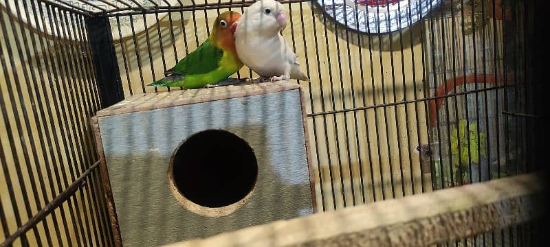 cage, love bird, cockatile, budgerigar 8