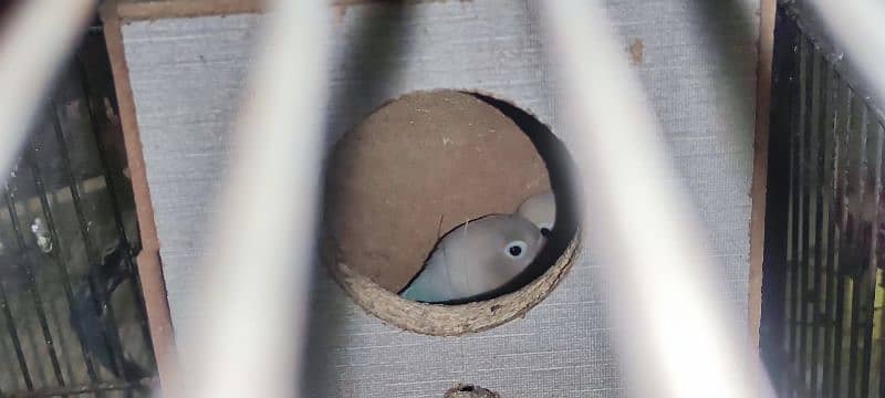 cage, love bird, cockatile, budgerigar 9