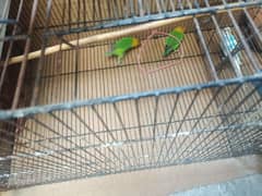 green fisher love bird breeeder pair available