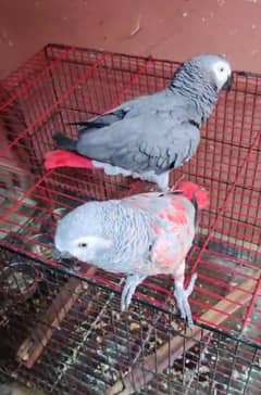 African Grey parrot for sale O3O4_O79_O4_37 my WhatsApp