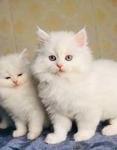 Persian Cat for sale my WhatsApp number 03238950275