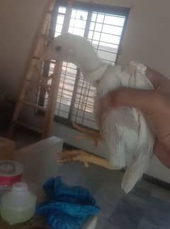 Top Quality Heera Aseel Chicks Available| 45 days+ age long height