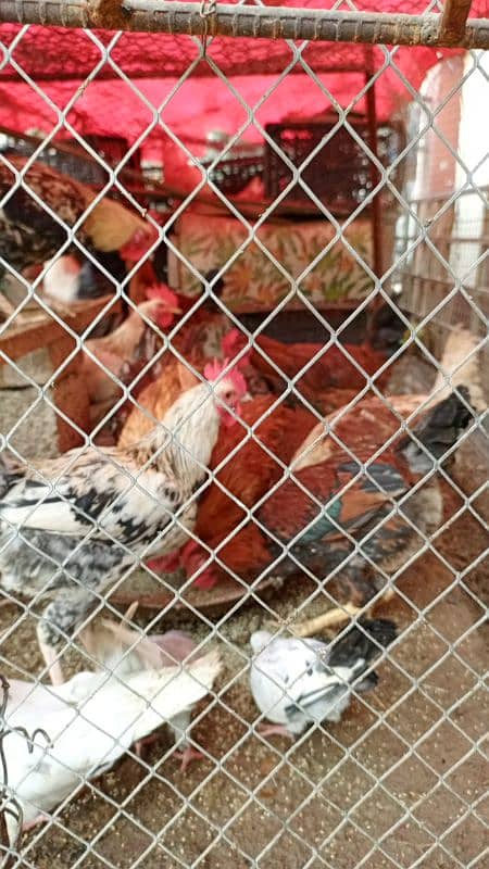 Hens for sale 6