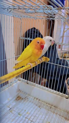 Albino, decino, lutino peronata, love bird, lutino pair