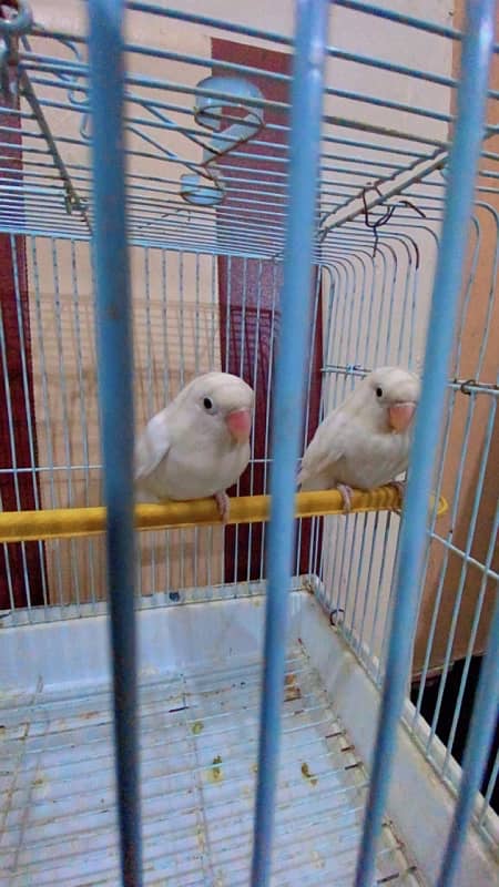 Albino, decino, lutino peronata, love bird, lutino pair 1