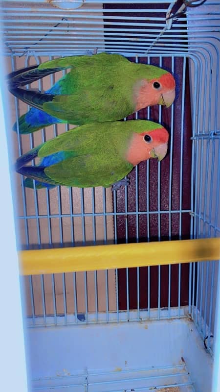 Albino, decino, lutino peronata, love bird, lutino pair 2