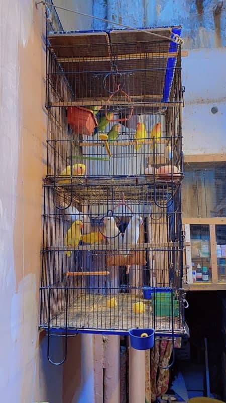 Albino, decino, lutino peronata, love bird, lutino pair 3