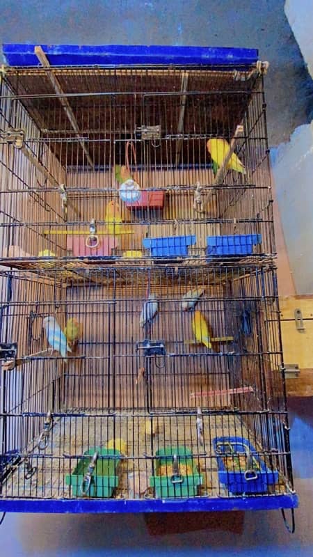 Albino, decino, lutino peronata, love bird, lutino pair 4